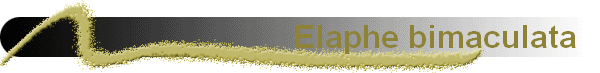 Elaphe bimaculata  