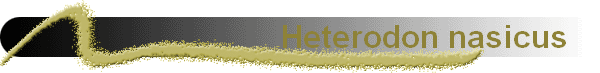 Heterodon nasicus   